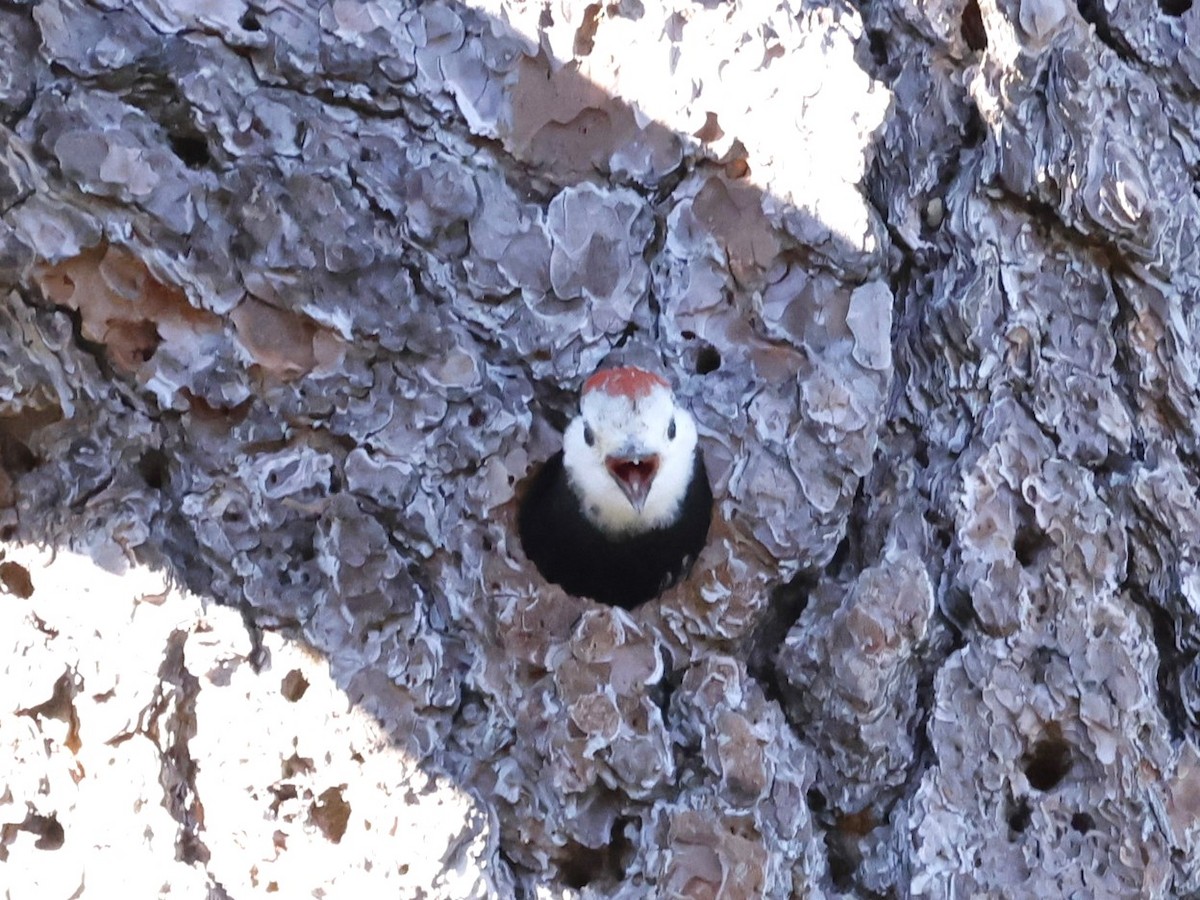 White-headed Woodpecker - ML620959806