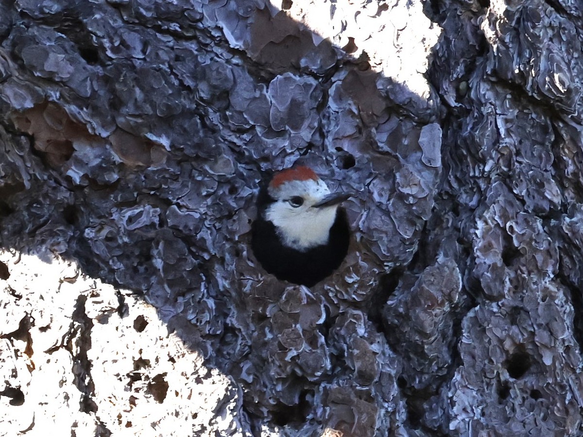 White-headed Woodpecker - ML620959809