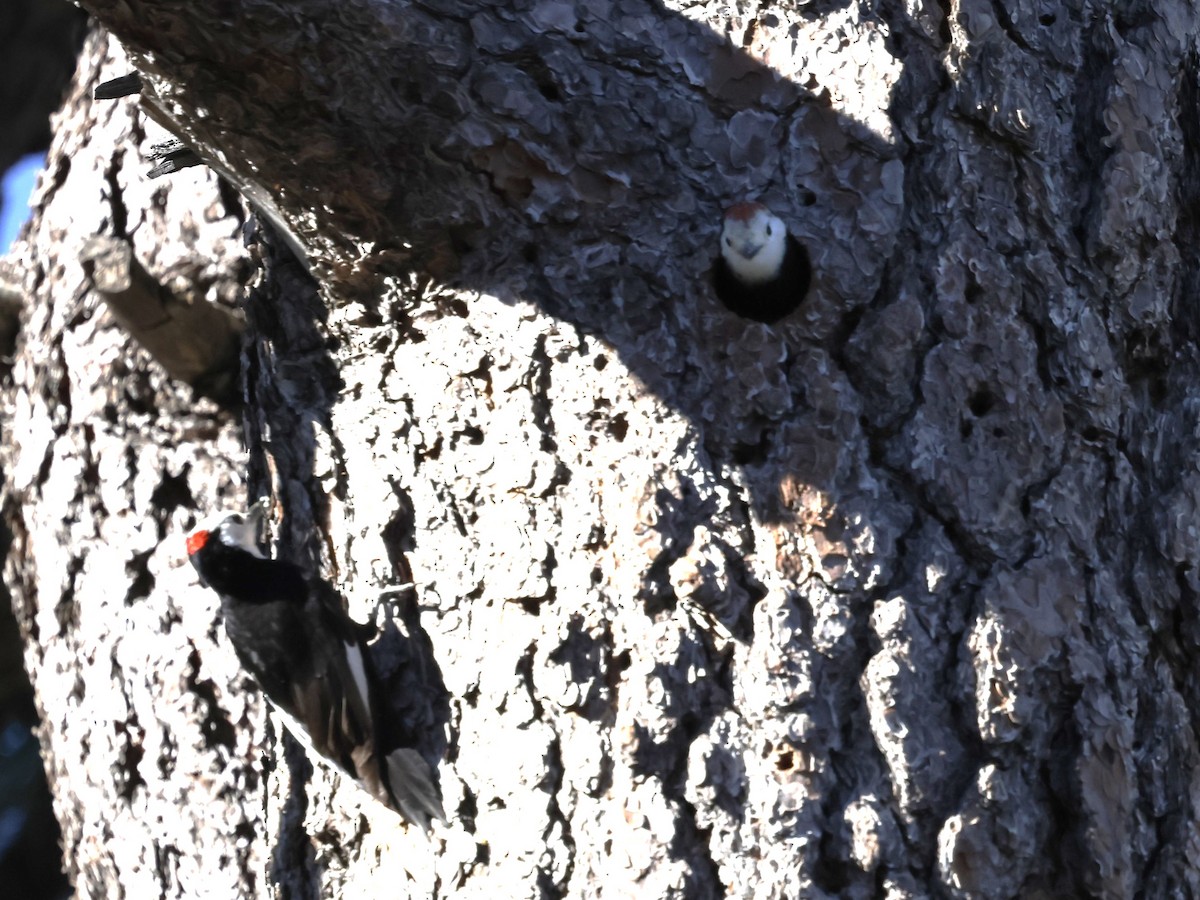 White-headed Woodpecker - ML620959810