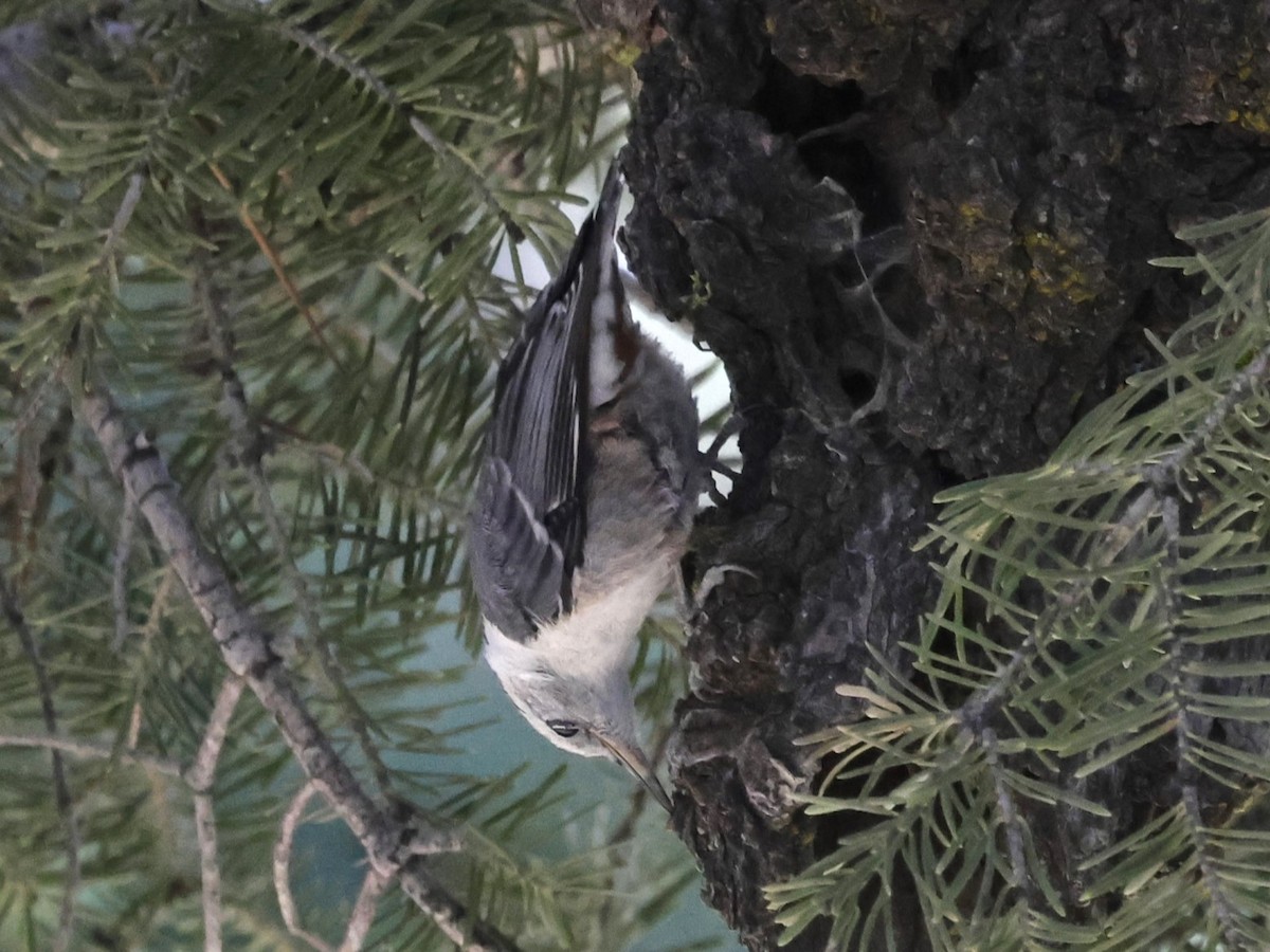 White-breasted Nuthatch - ML620959900
