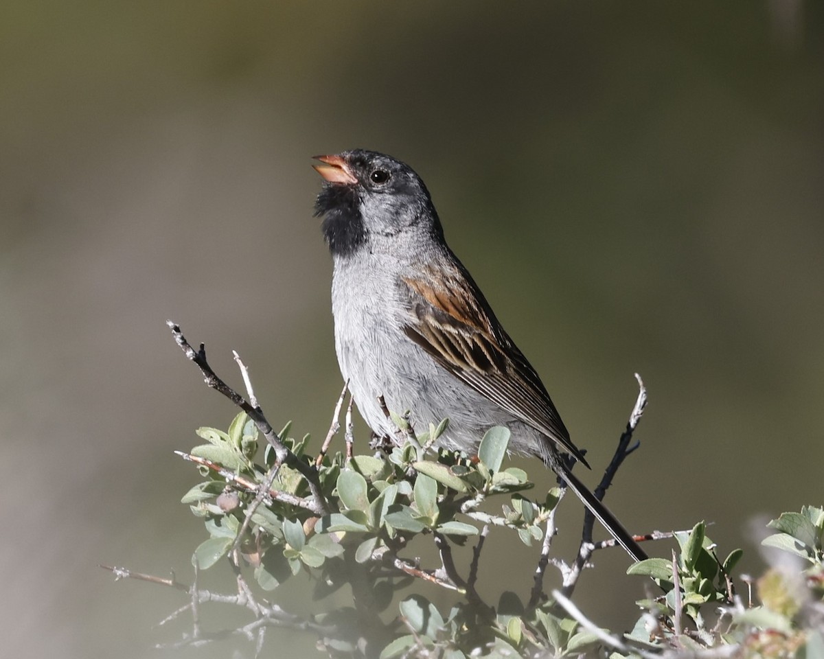 Black-chinned Sparrow - ML620959964