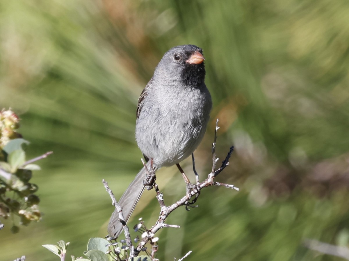 Black-chinned Sparrow - ML620959965