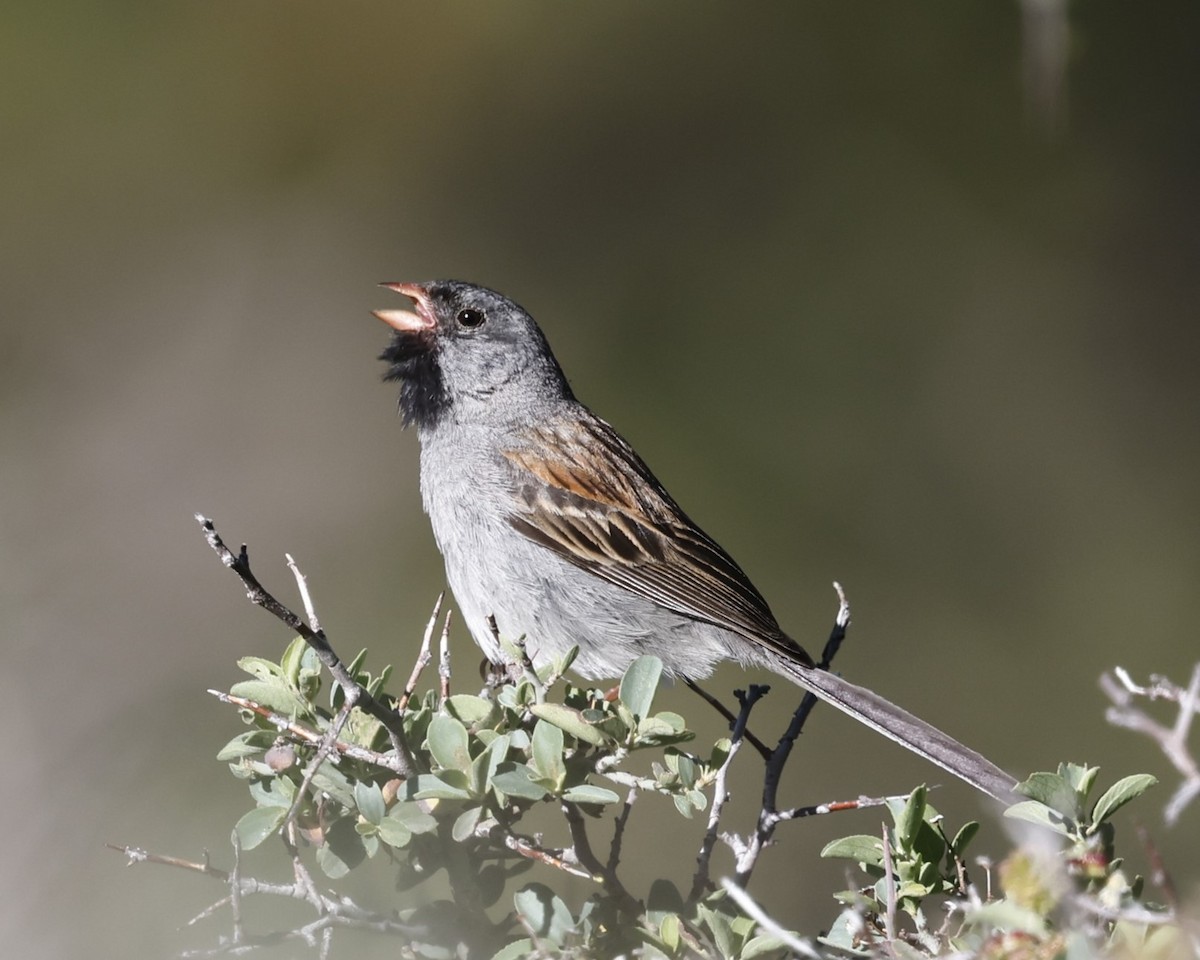 Black-chinned Sparrow - ML620959966