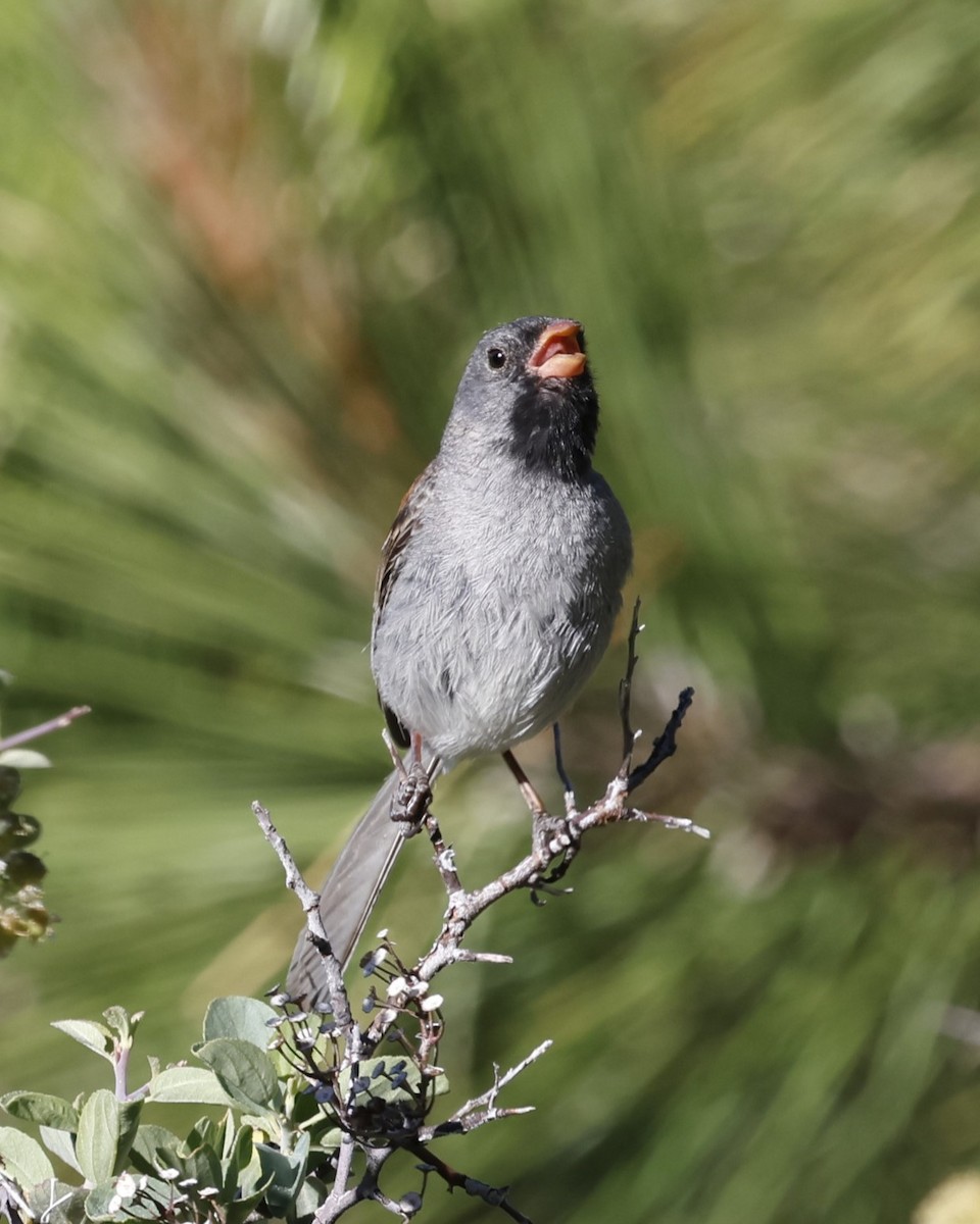 Black-chinned Sparrow - Linda LeRoy