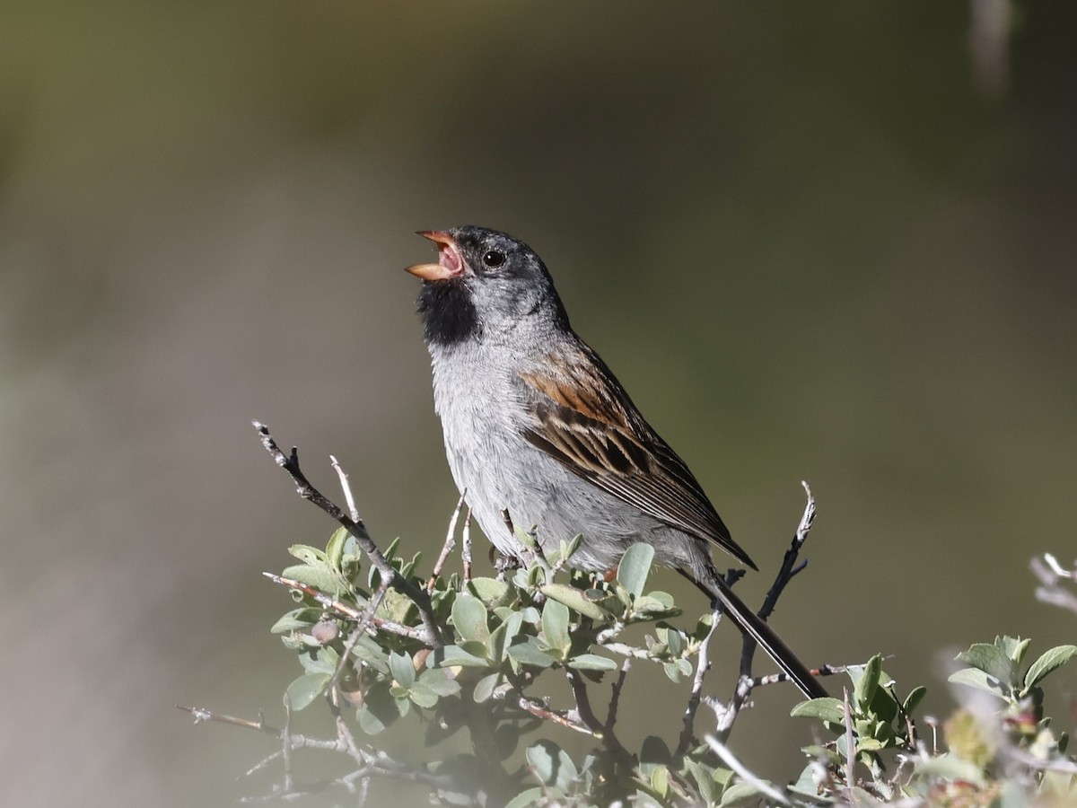 Black-chinned Sparrow - ML620959968