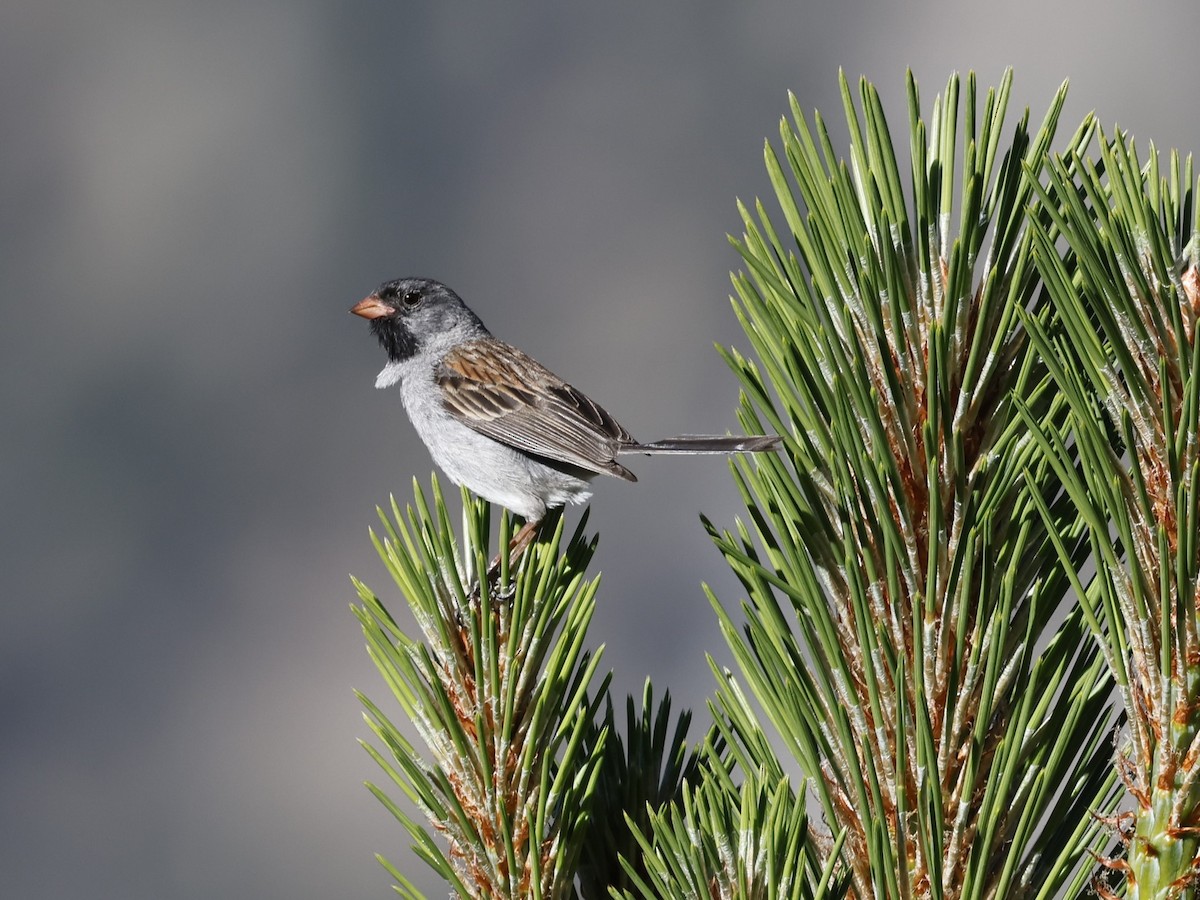 Black-chinned Sparrow - ML620959969