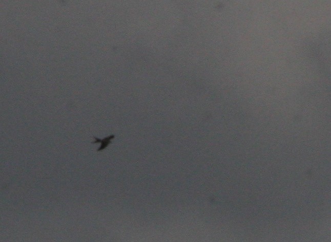 Swallow-tailed Kite - ML620959972