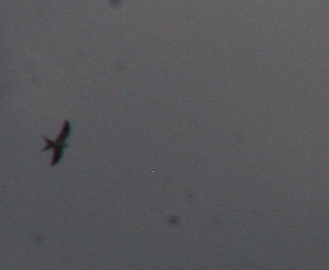 Swallow-tailed Kite - ML620959973