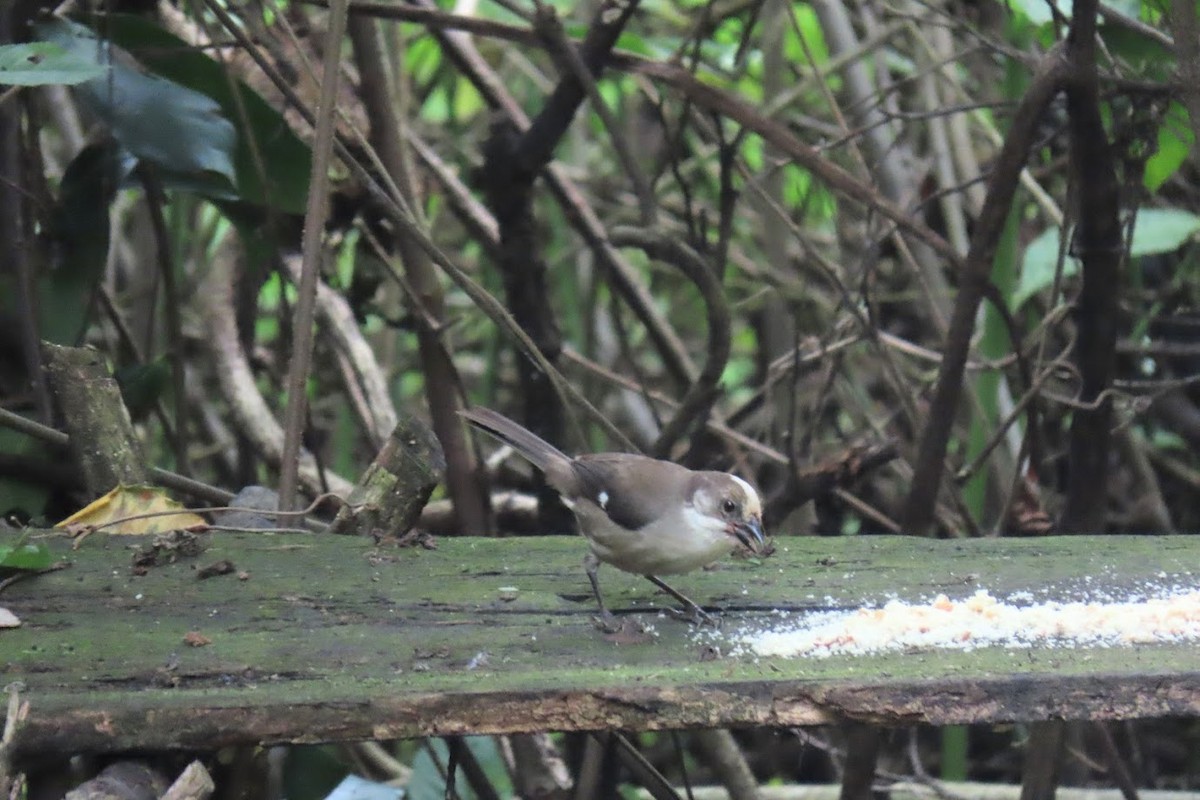 Pale-headed Brushfinch - ML620960183