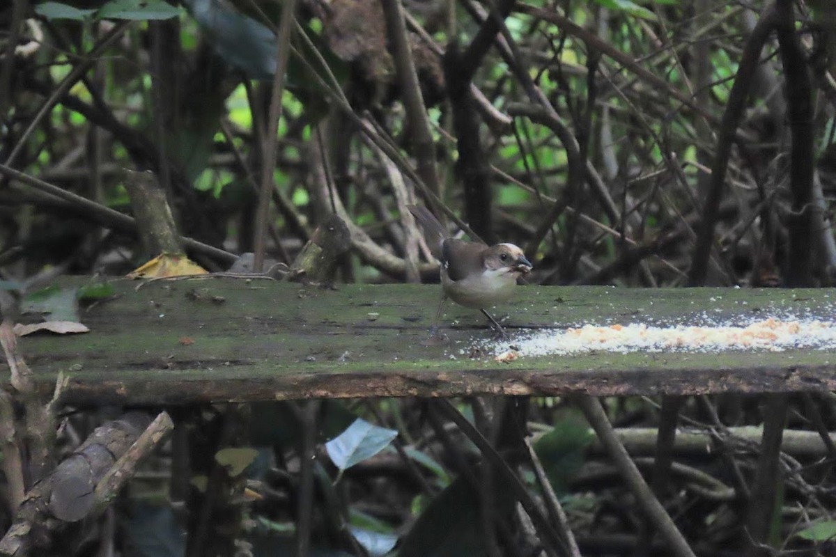 Pale-headed Brushfinch - ML620960184