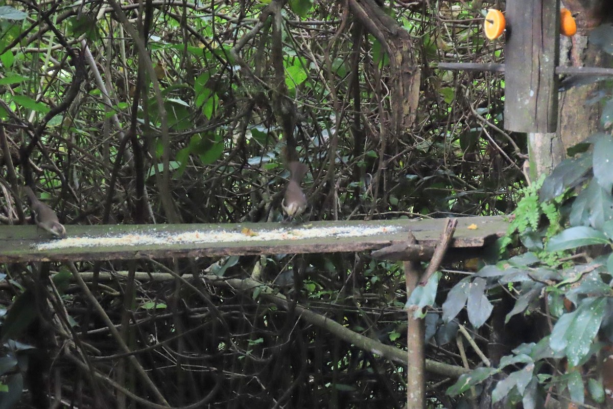 Pale-headed Brushfinch - ML620960185