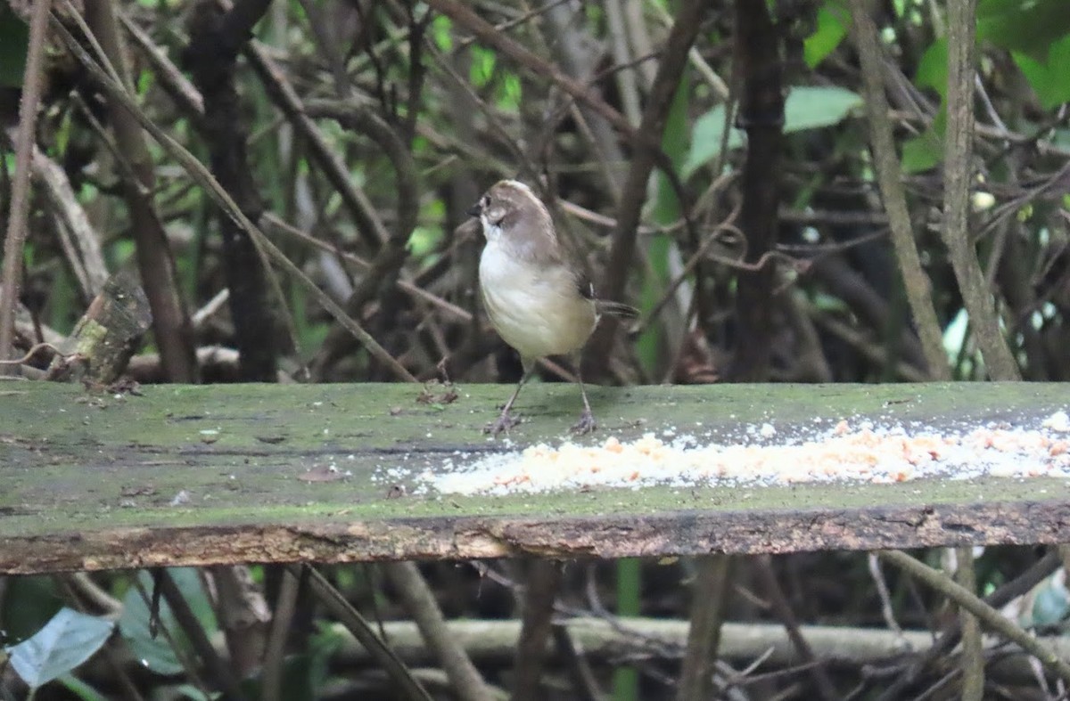 Pale-headed Brushfinch - ML620960186