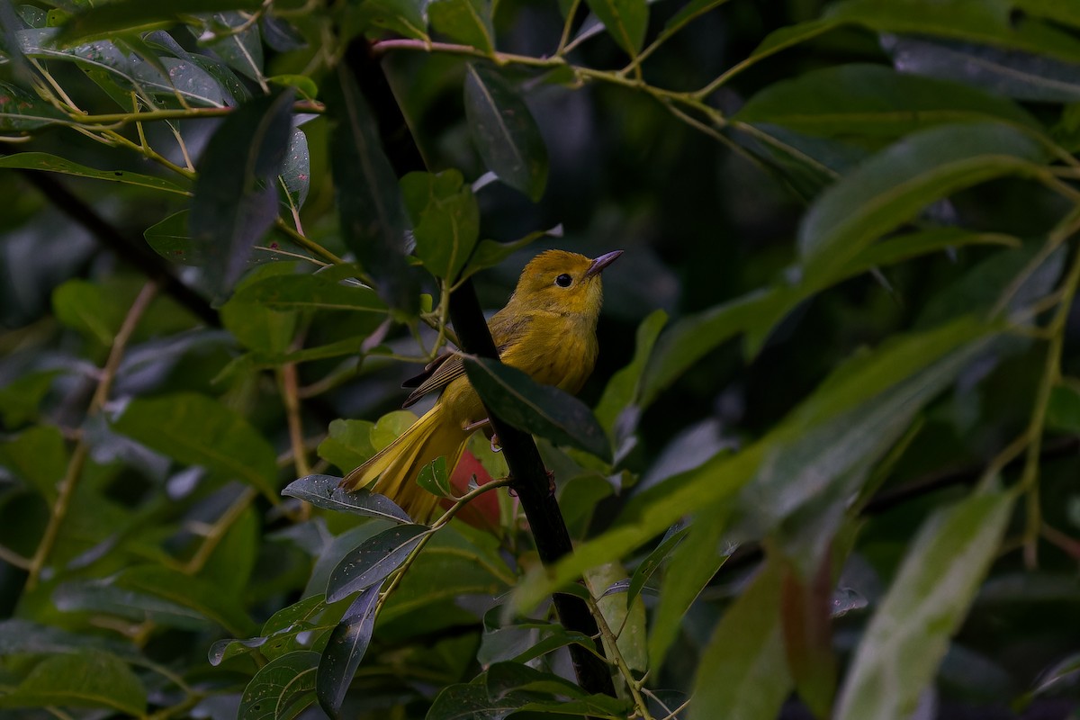 Yellow Warbler - ML620960211