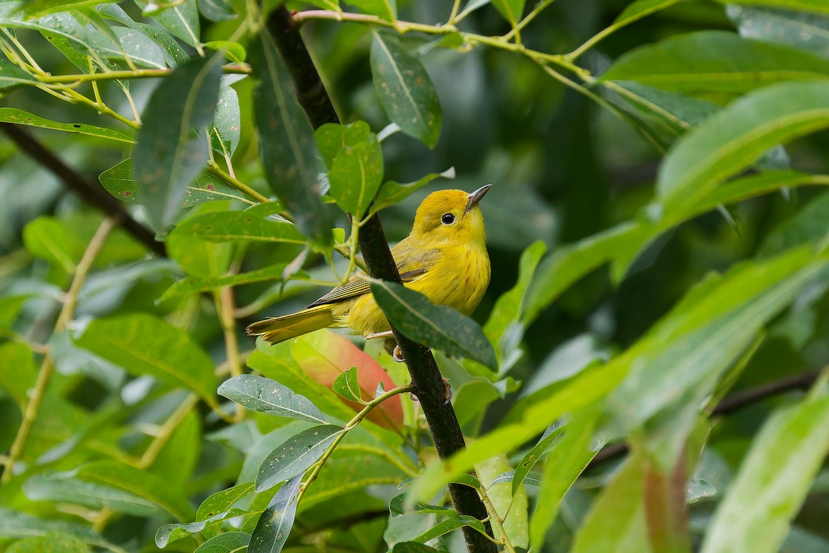 Yellow Warbler - ML620960212