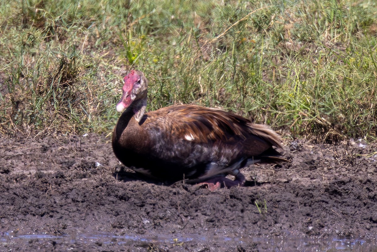 Spur-winged Goose - ML620960234