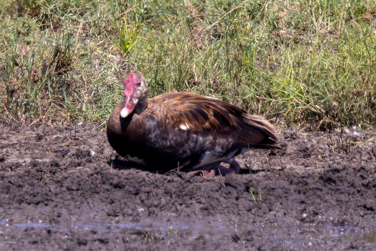 Spur-winged Goose - ML620960236