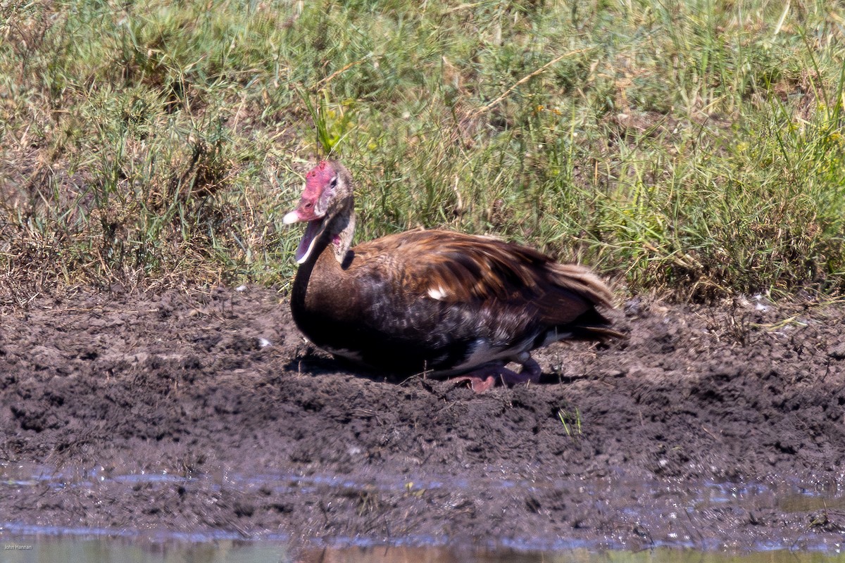 Spur-winged Goose - ML620960237