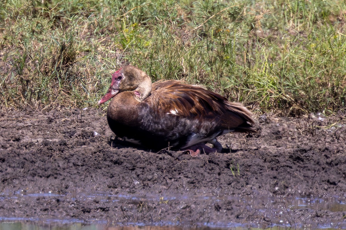 Spur-winged Goose - ML620960238