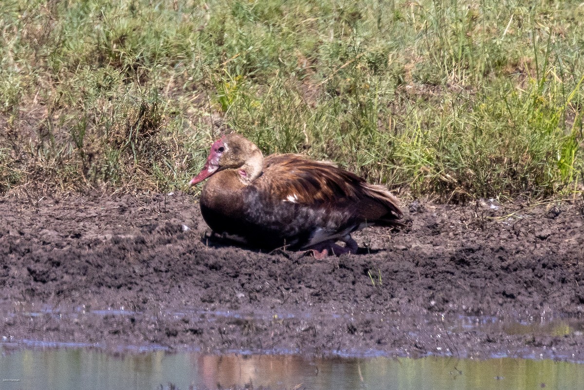 Spur-winged Goose - ML620960240