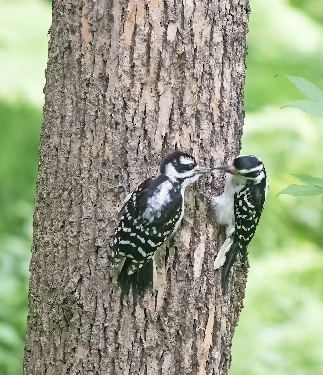 Downy Woodpecker - ML620960360