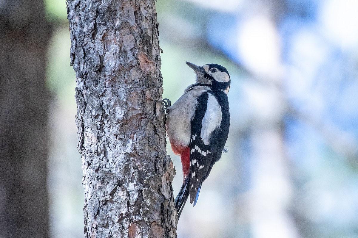 Great Spotted Woodpecker (Canarian) - ML620960439
