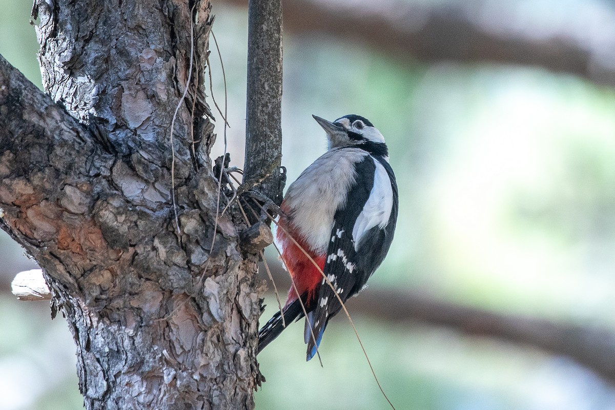Great Spotted Woodpecker (Canarian) - ML620960440