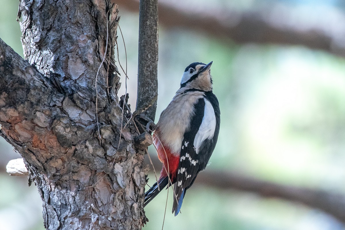 Great Spotted Woodpecker (Canarian) - ML620960441