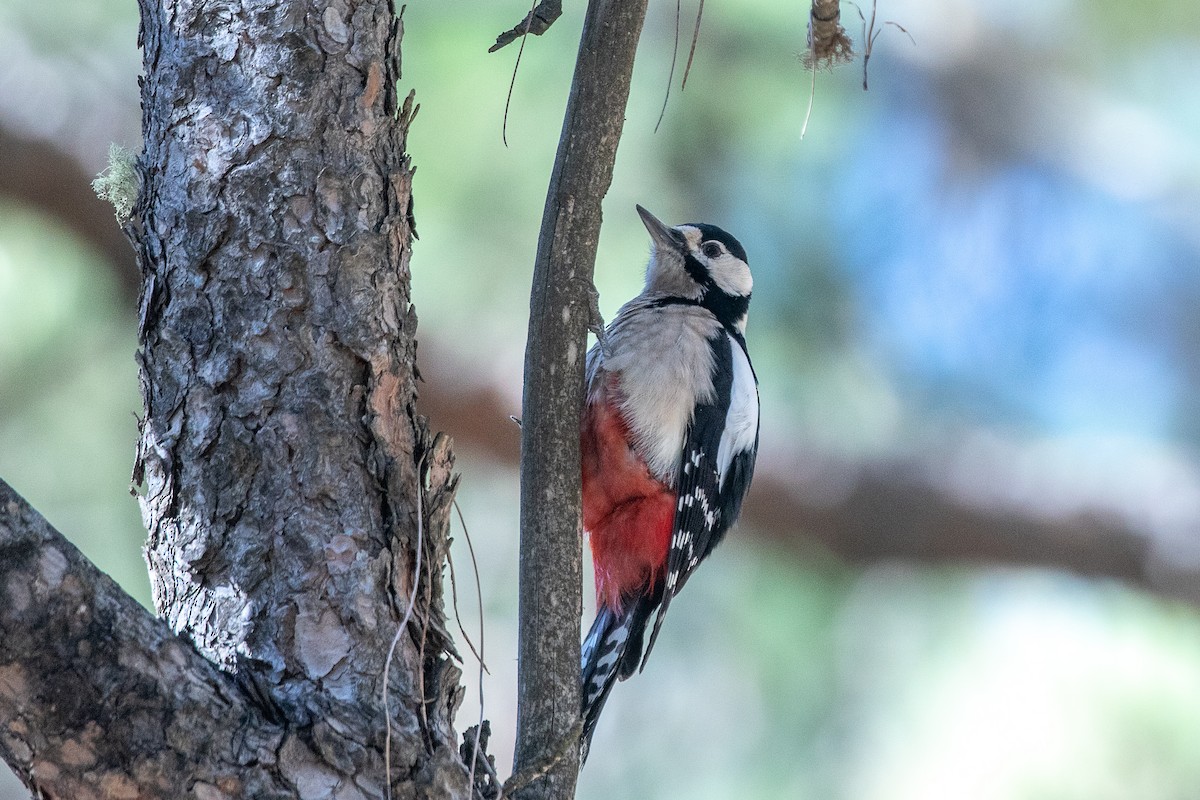 Great Spotted Woodpecker (Canarian) - ML620960442
