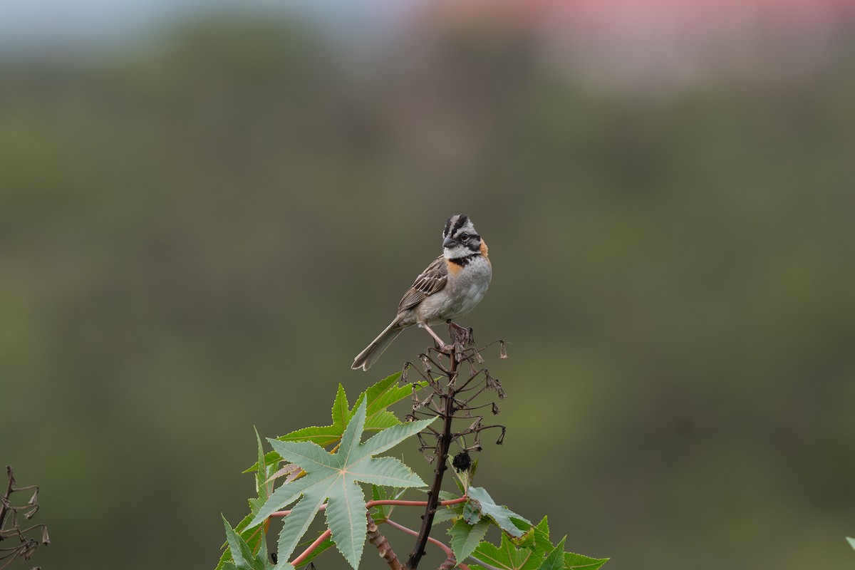 Rufous-collared Sparrow - ML620960556