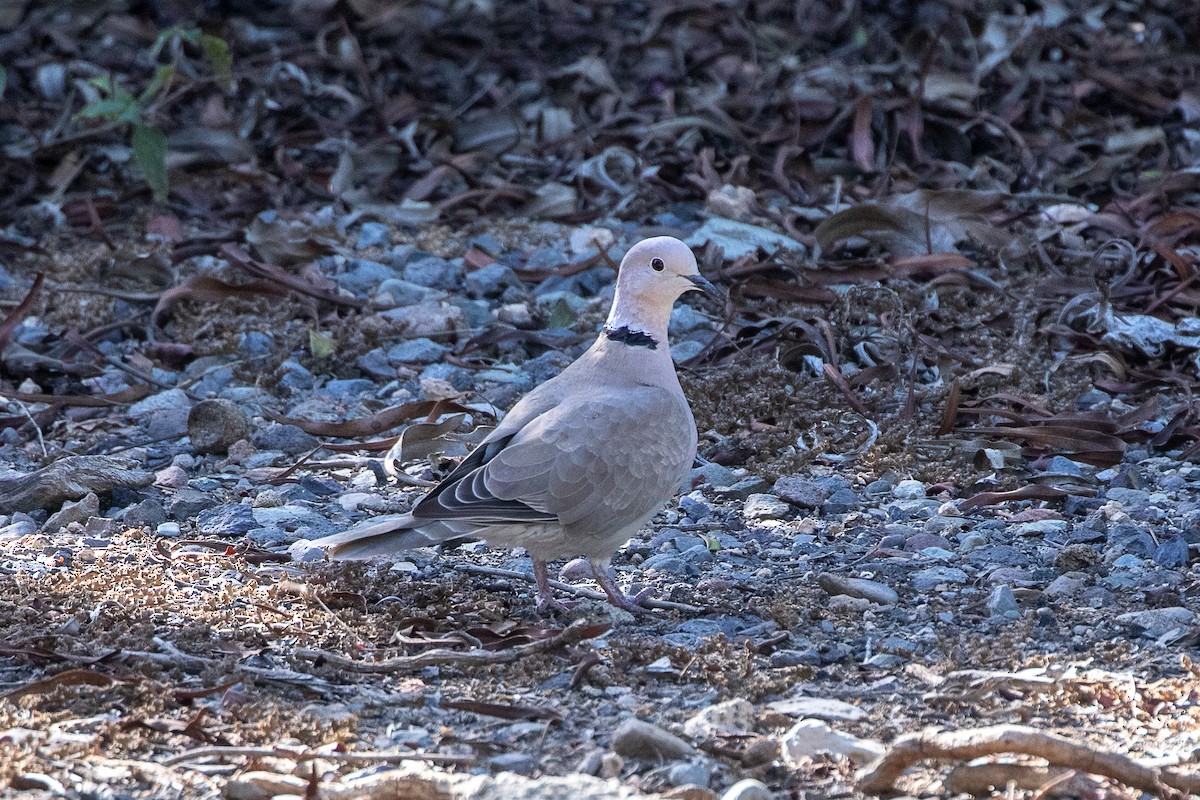 Eurasian Collared-Dove - ML620960559