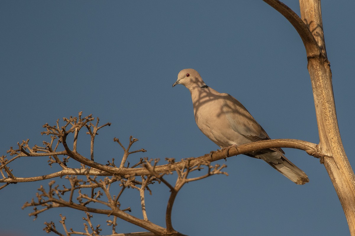 Eurasian Collared-Dove - ML620960561