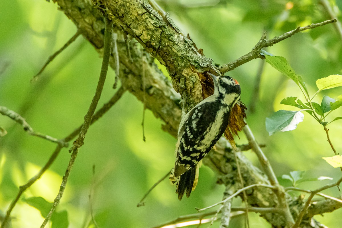 Downy Woodpecker - Steven Bruenjes