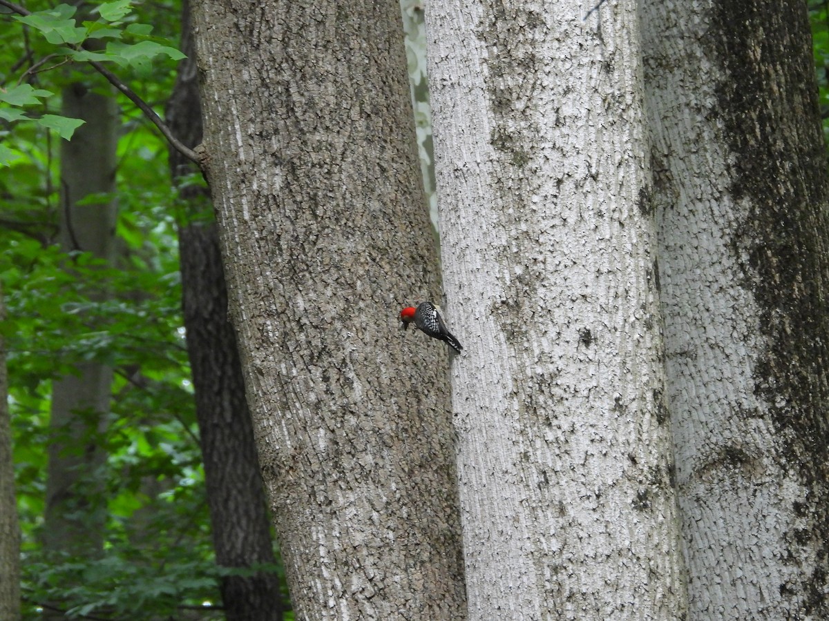 Red-bellied Woodpecker - ML620960850
