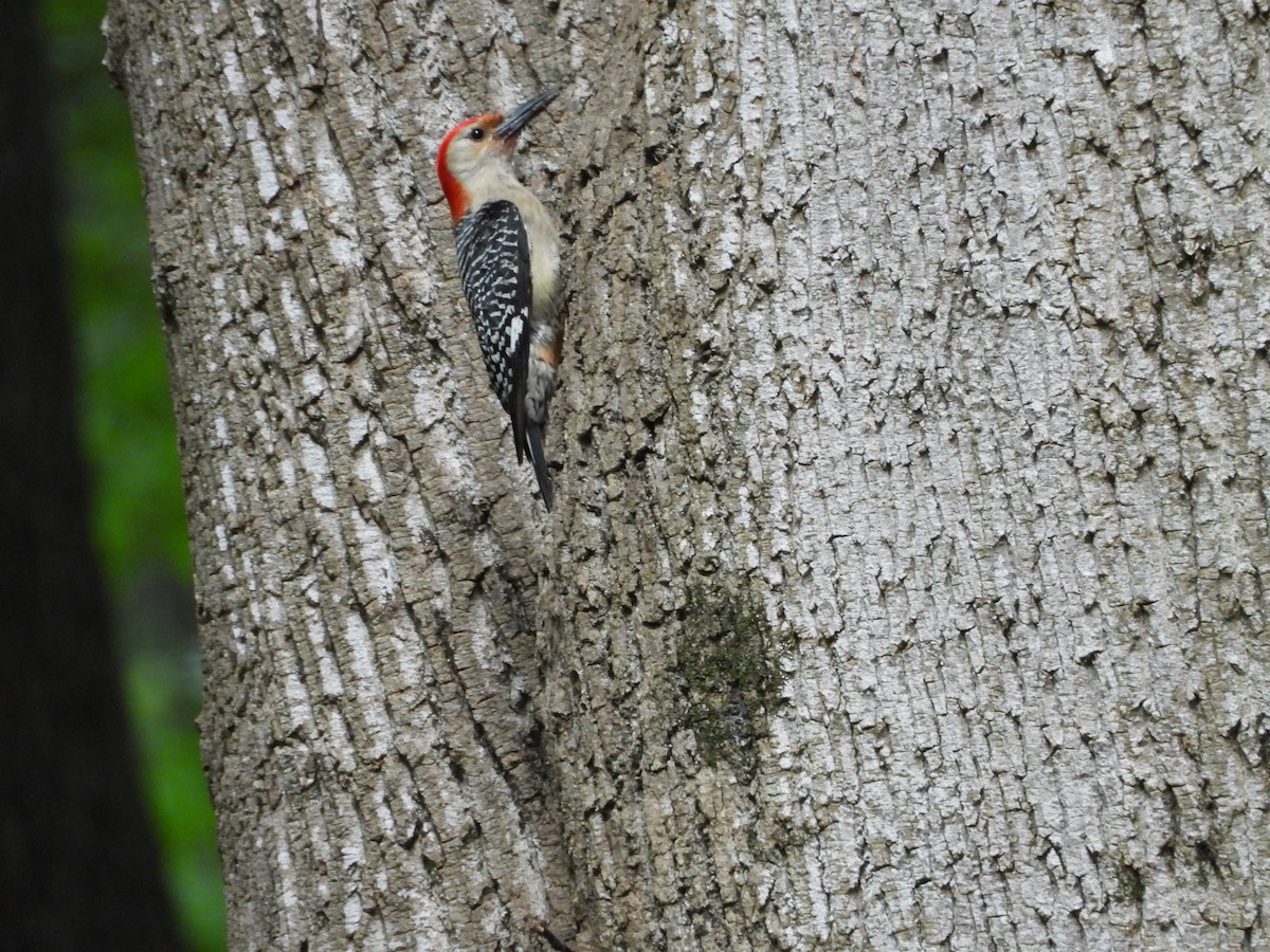 Red-bellied Woodpecker - ML620960853