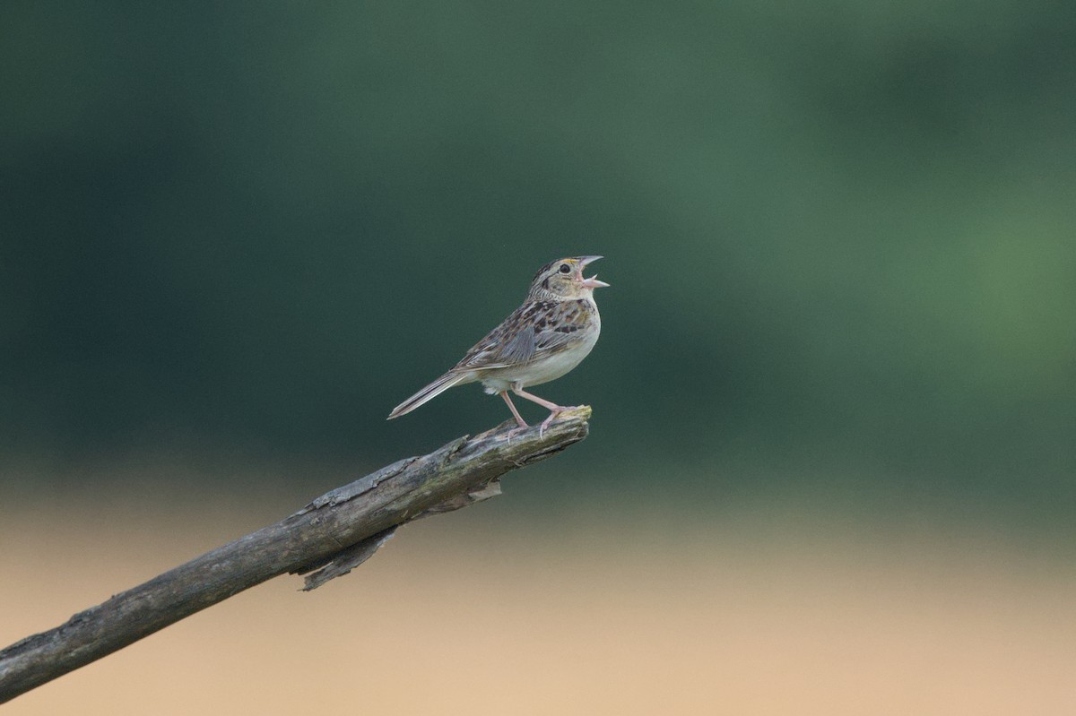 Grasshopper Sparrow - ML620960858