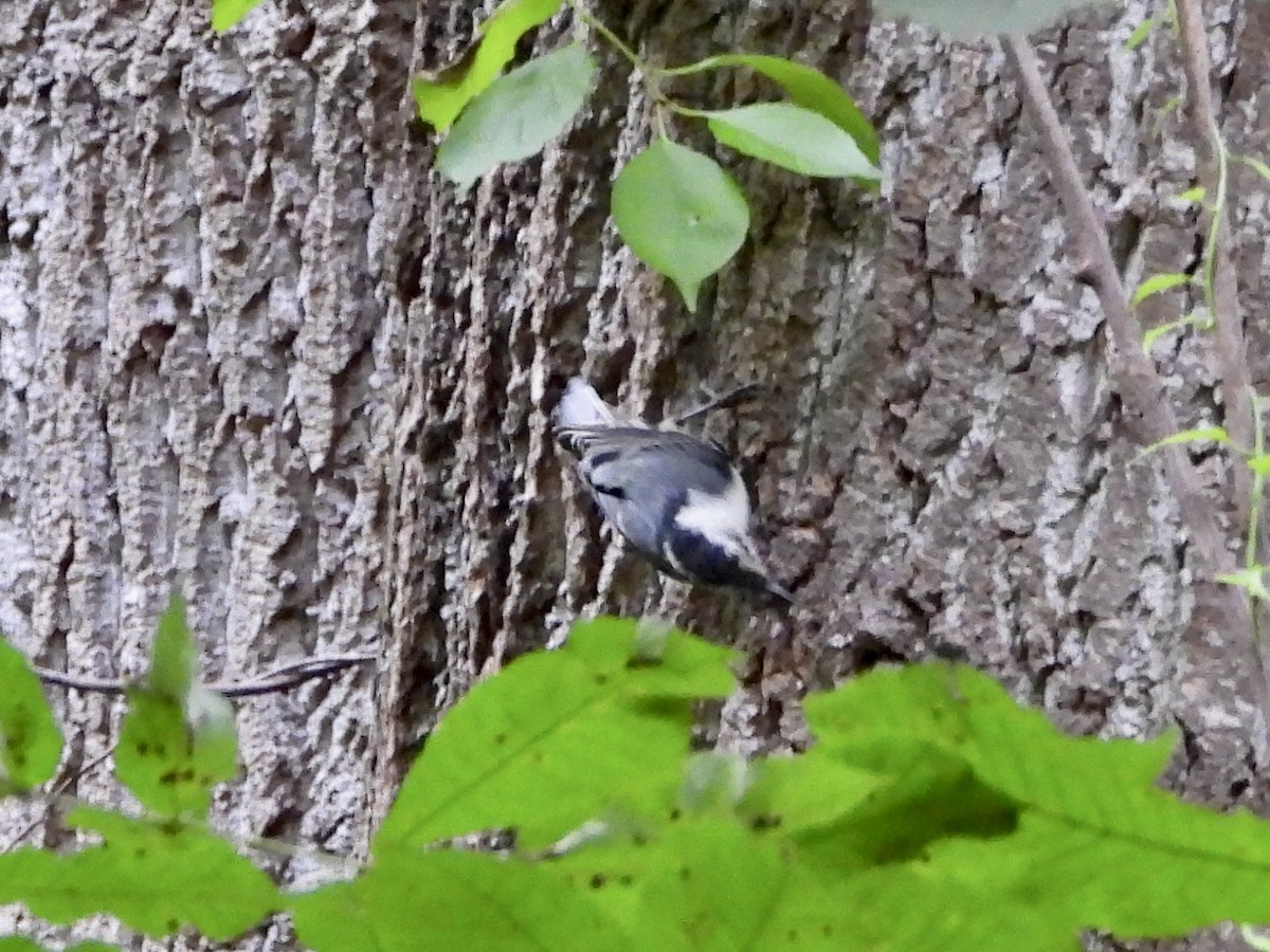White-breasted Nuthatch - ML620960860