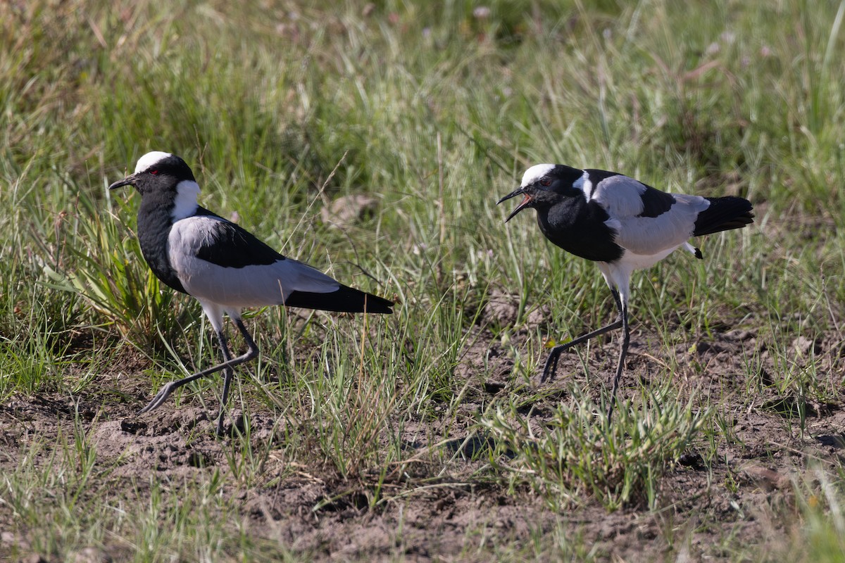 Blacksmith Lapwing - John Hannan