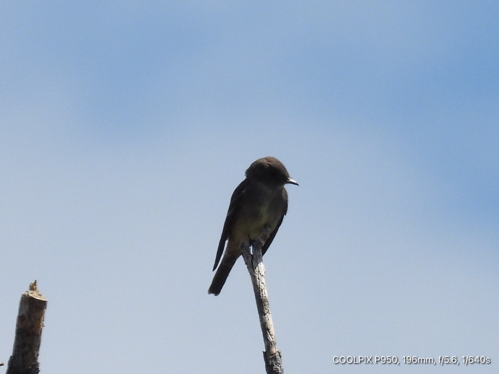 Olive-sided Flycatcher - ML620960922