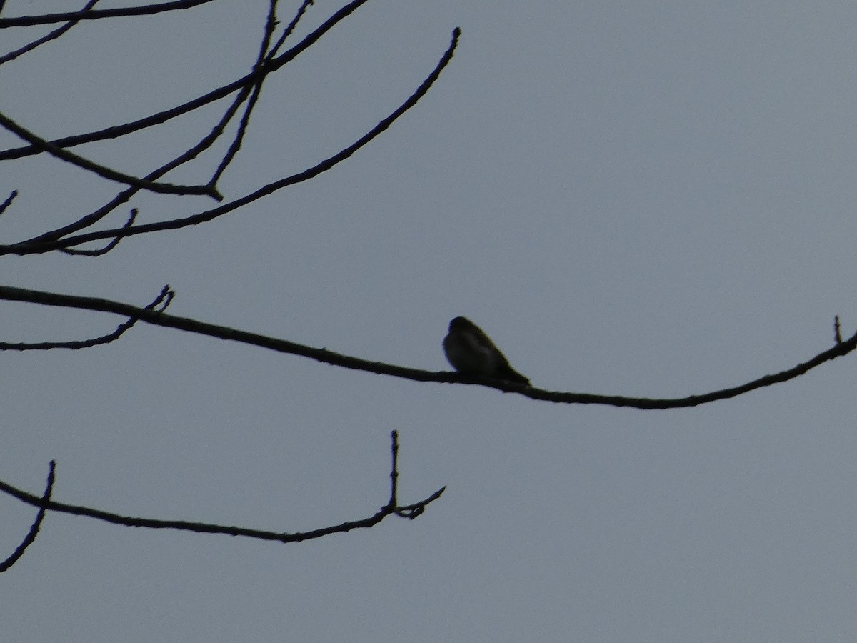 Northern Rough-winged Swallow - ML620960931