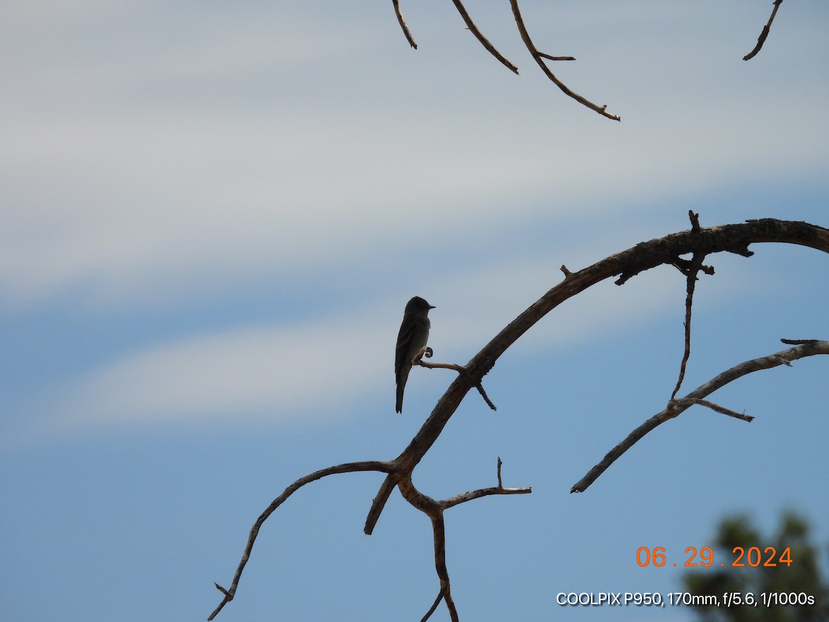 Western Wood-Pewee - ML620960936