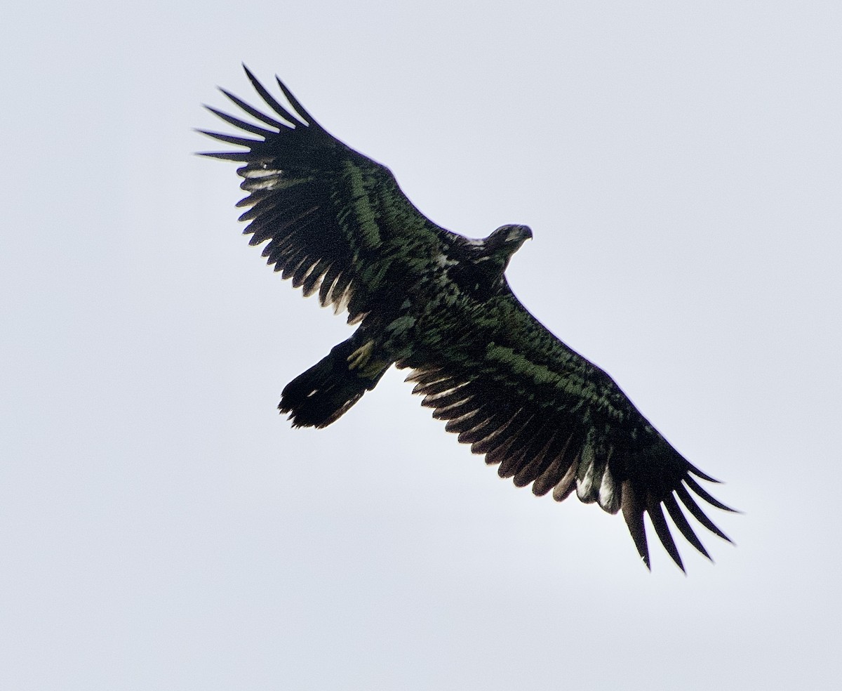 Bald Eagle - ML620960942