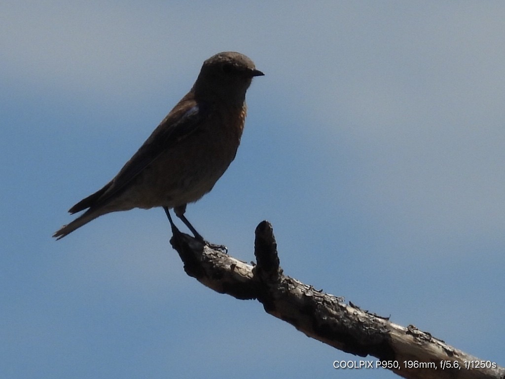 Western Bluebird - Joyce Michael