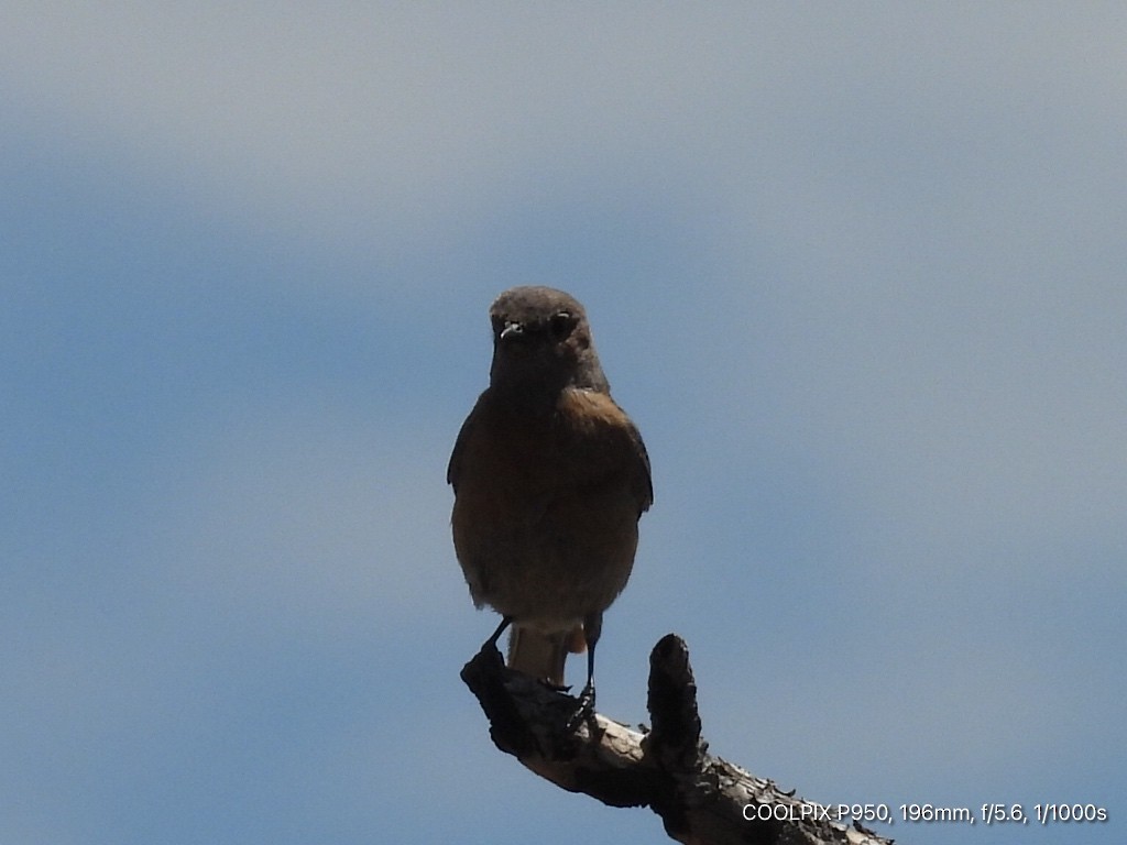 Western Bluebird - ML620960979