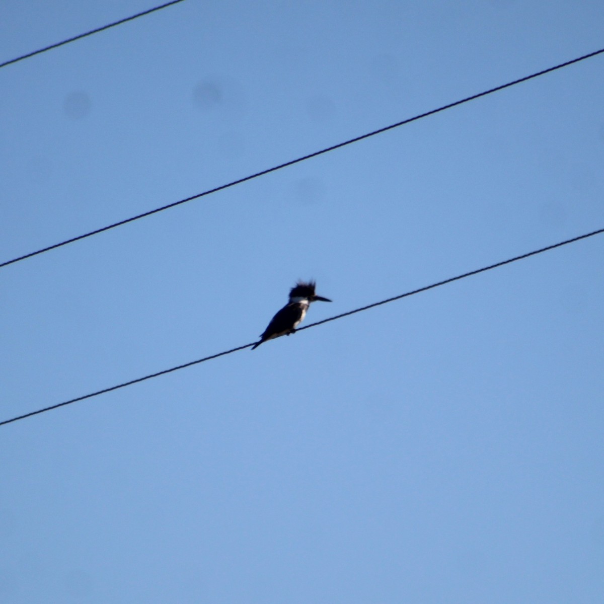 Belted Kingfisher - ML620961002