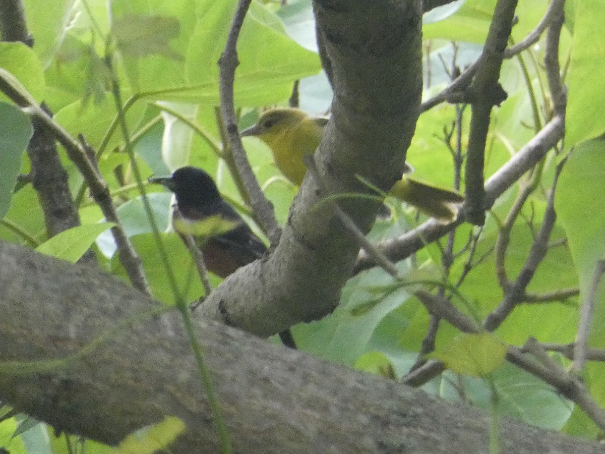 Orchard Oriole - ML620961019