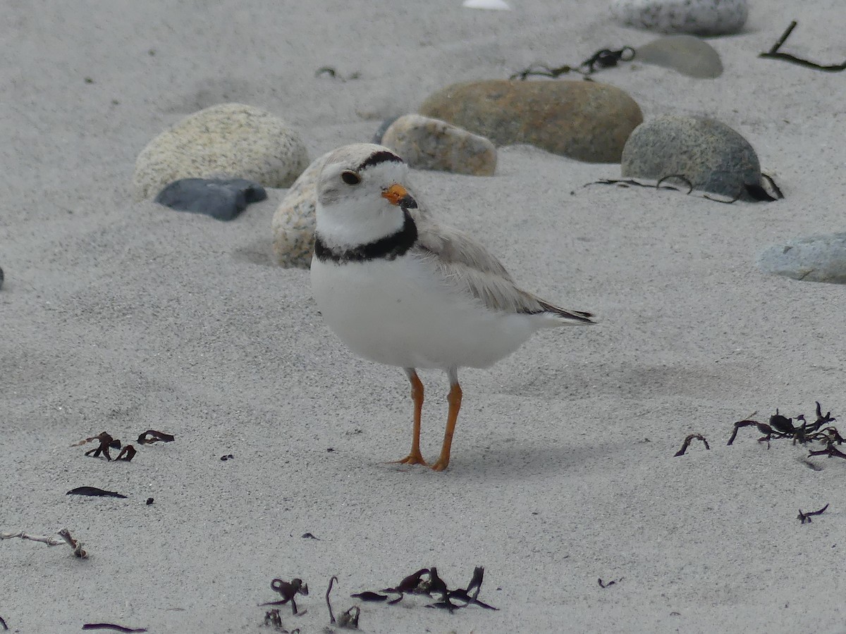 Piping Plover - ML620961076