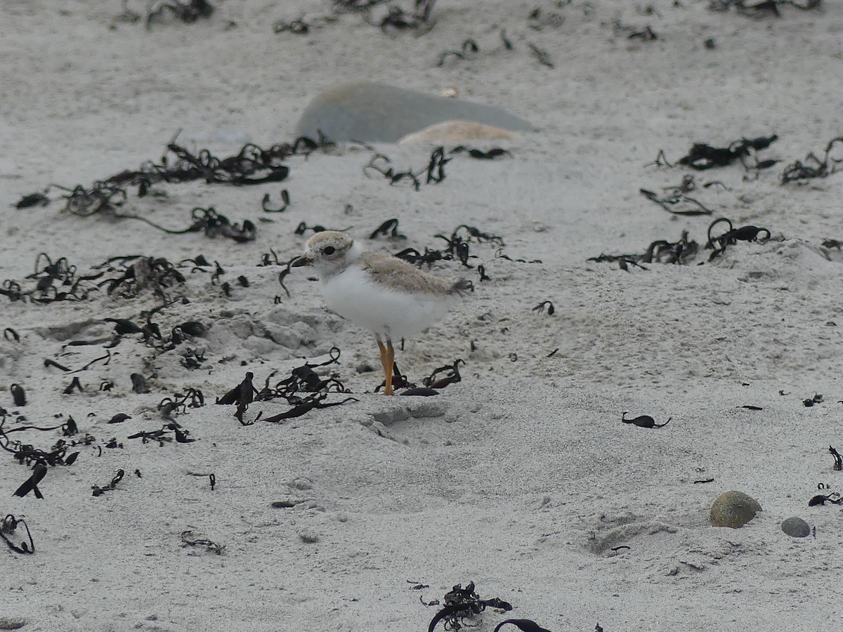Piping Plover - ML620961077