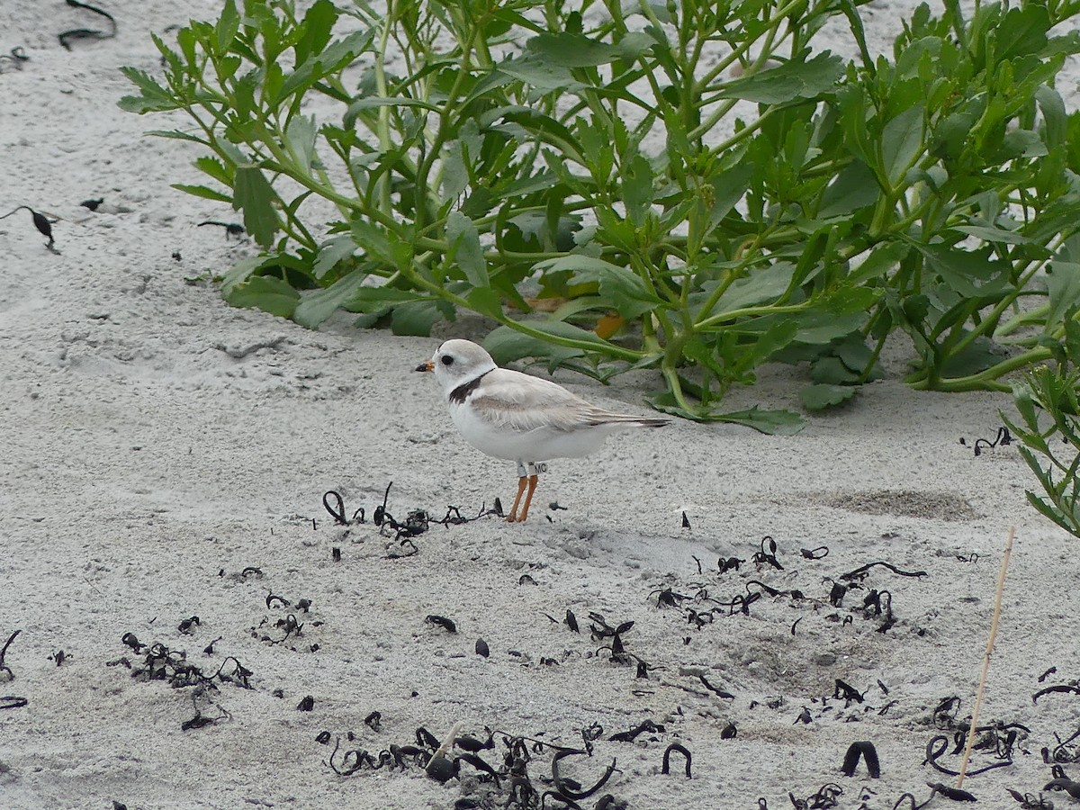 Piping Plover - ML620961080