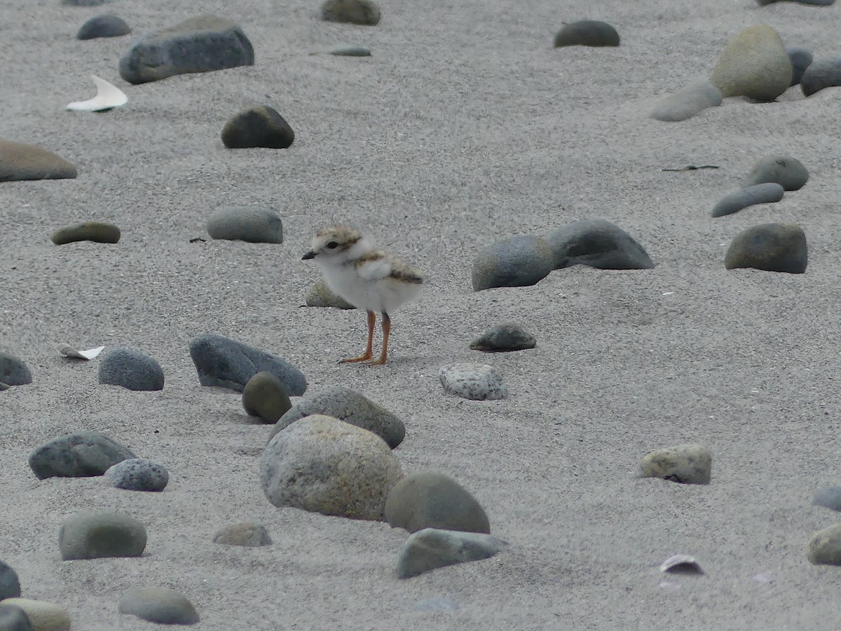 Piping Plover - ML620961081