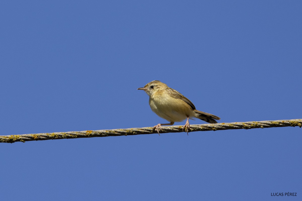 Zitting Cisticola - Lucas  Pérez